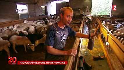 Les dessous de la transhumance