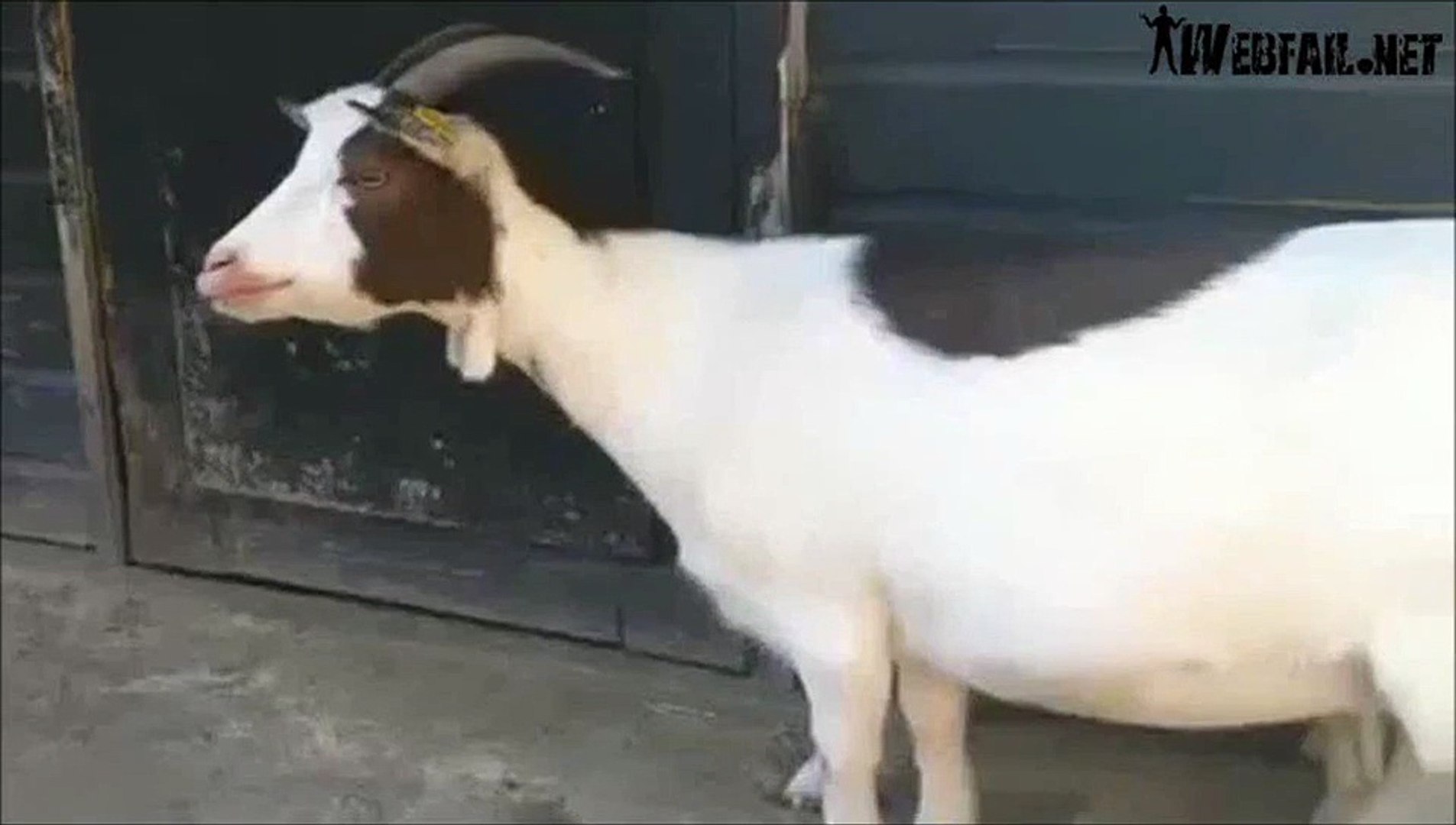 ⁣Gay Goat Broken Goat