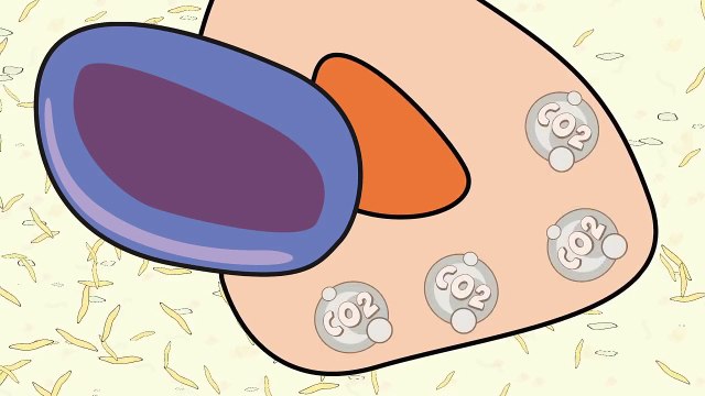 Video 4 Blood Composition: Components and Function