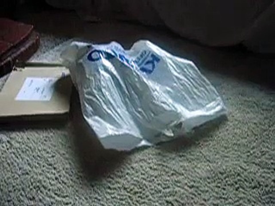 cats in a bag