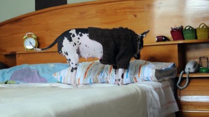 Maya - peruvian hairless dog