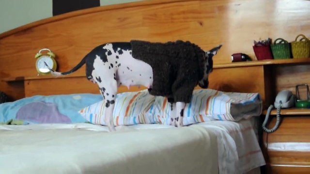 Maya - peruvian hairless dog