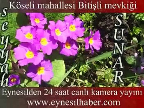 eynesil köseli mahallesi,eynesil kamerada canlı yayınd