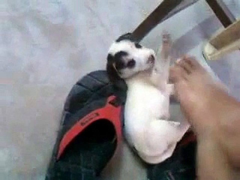 funny dog