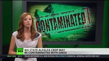 Washington farmer says GM crops contaminated his fields