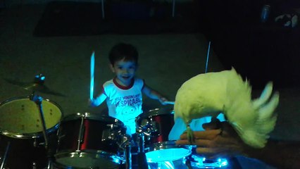 Singing Cockatoo bird jams with baby drummer