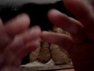 cocker américain à la taitée