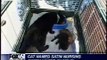Orphan puppy adopted by cat (fox news)