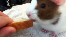 Guinea Pig Eating Bread
