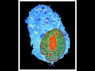 Nucleus, Nucleolus, Nuclear Membrane