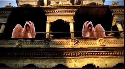 Dogs 101: Lhasa Apso