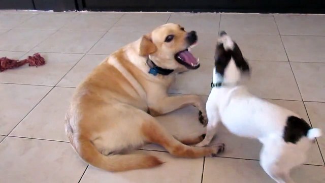 Little Dog Beats & Humps Big Dog