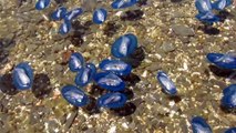 Mass stranding Velella velella on Menorca May 2013