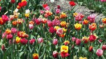 Bollenvelden en molens. Tulips en windmils