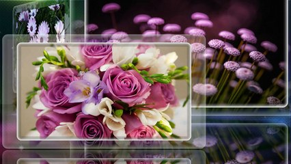 HOA ĐẸP KHOE SẮC THẮM