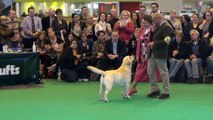 Crufts 2014 Labrador Best of Breed - Loch Mor Romeo