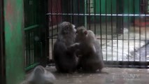 돼지꼬리 원숭이 ( Pig-Tailed Macaque )