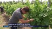 Les vignerons de Bergerac et Duras s'associent