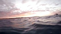 Australian Sea Lion eating a fish at sunset at Albrolhos Islands