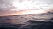 Australian Sea Lion eating a fish at sunset at Albrolhos Islands