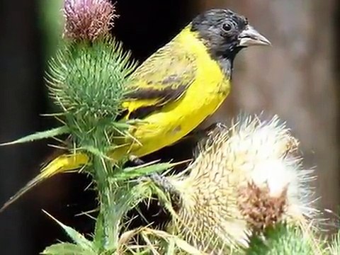 Aves do Brasil - O Pintassilgo - Ouça o seu canto!