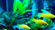 Tropical Planted Aquarium: AE Design Mini Glass CO2 Diffuser