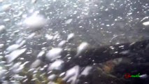 自然の川で野生のナマズの姿を撮りました - Catfishes in a natural river