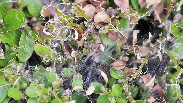 La Pyrale du buis, Cydalima perspectalis