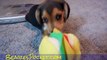 Buy Beagle Puppies For Sale Mini Pocket Beagles Video Cute AKC