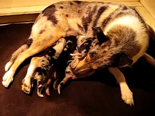 Puppies Nursing