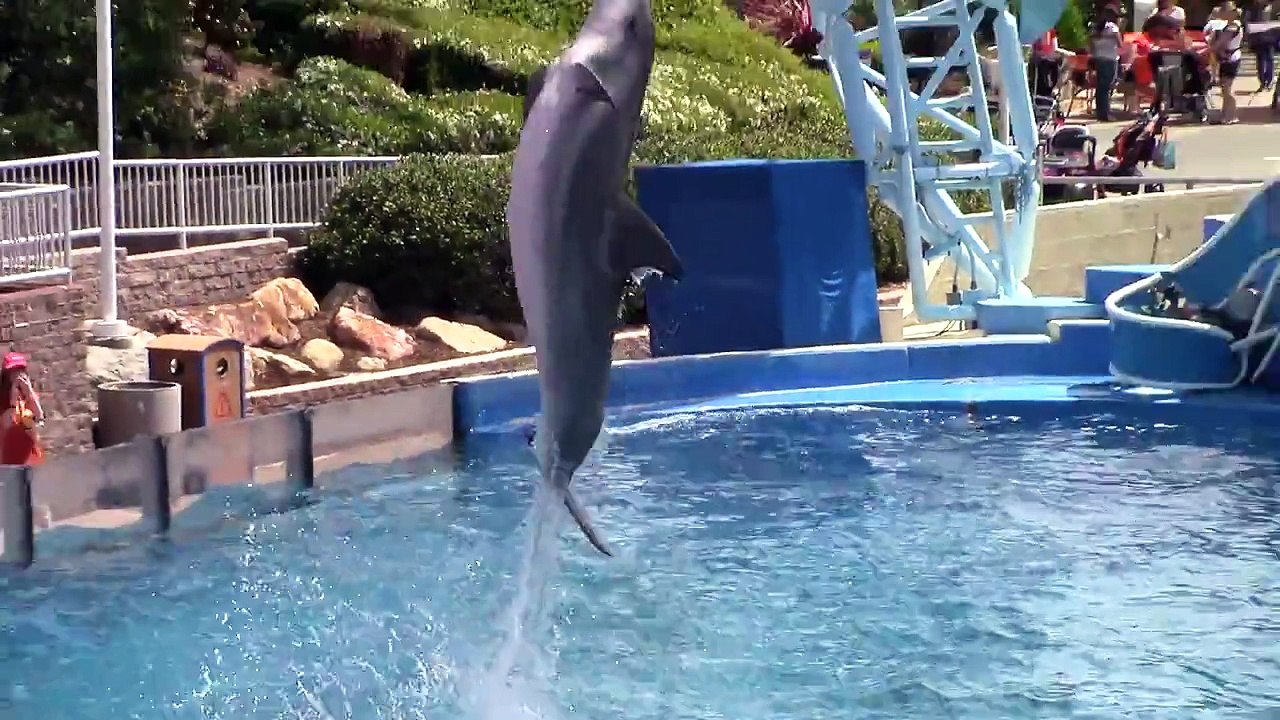 Dolphin Days at SeaWorld San Diego 4-7-15