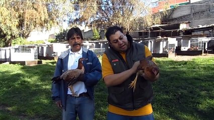 SELECCION DE LA POLLA PARA CRIA