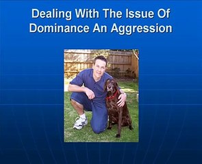 Dog Dominance and Aggression