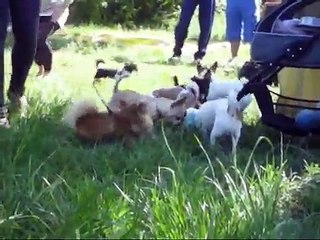 Chihuahua-Treffen 1. Mai 2011 Leipzig-Möckern (1)