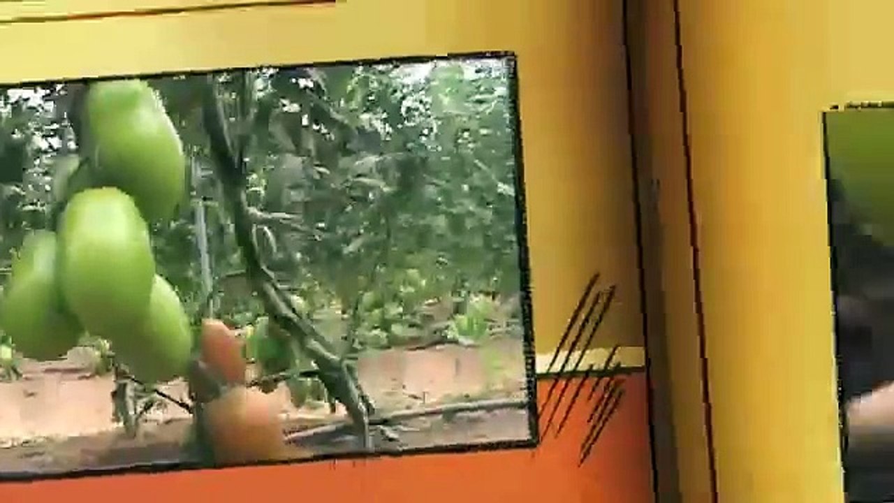 Invernaderos Agrícola San Cosme, produción de Tomate alta calidad