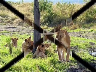 Declaração Universal dos Direitos dos Animais (audio)