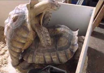 Animal Performer Witnesses Manlove Between Two Tortoises