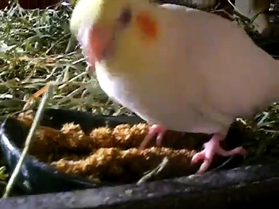 my birds