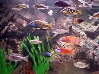 My Malawi tank 500 l Ukraine