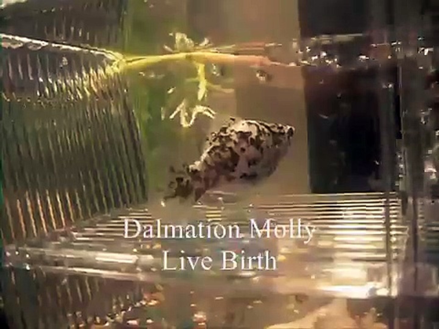 Dalmatian Molly giving birth