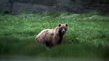 Grizzly bear chasing salmon in Alaska    HD
