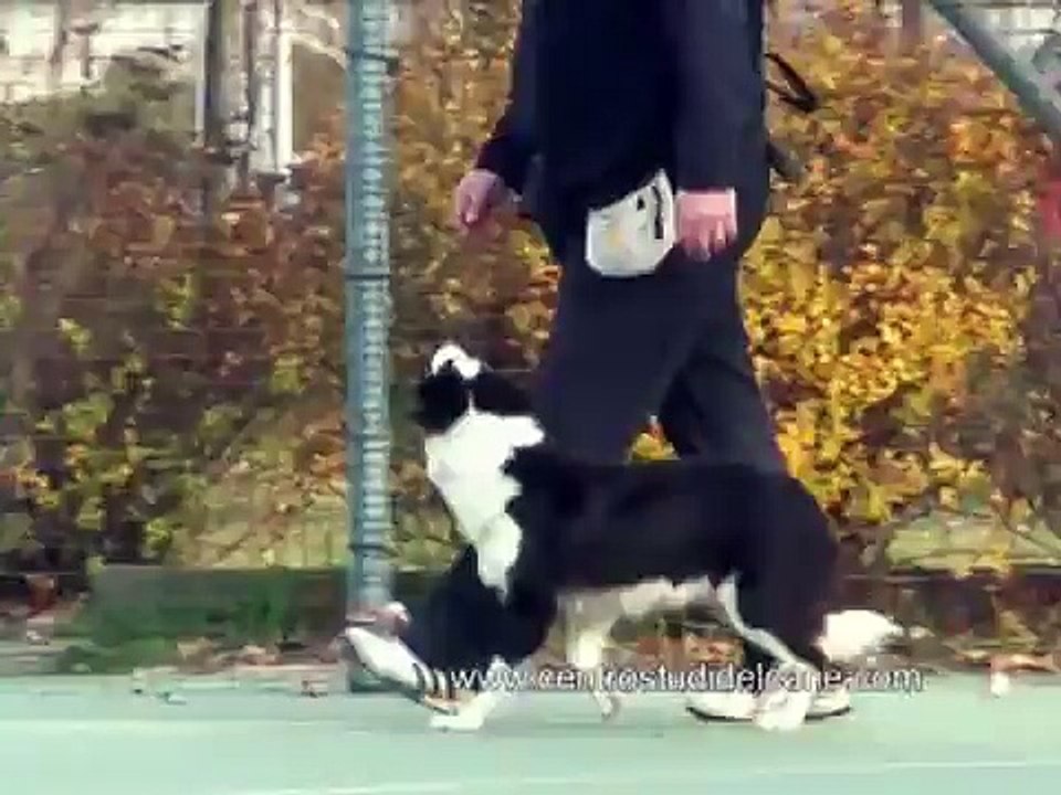 International Obedience Champion FCI Centro Studi del Cane