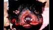 Tasmanian Devil Trapping - DEVILS ON THE VERANDAH