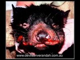 Tasmanian Devil Trapping - DEVILS ON THE VERANDAH