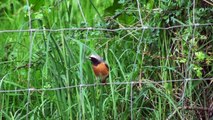 wildlife watching  in Wales  hd. dragonflies birds butterflies bees flowers