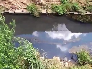 スッポン発見！近所の川でスッポンを発見しましたぁ～すっぽん鍋！