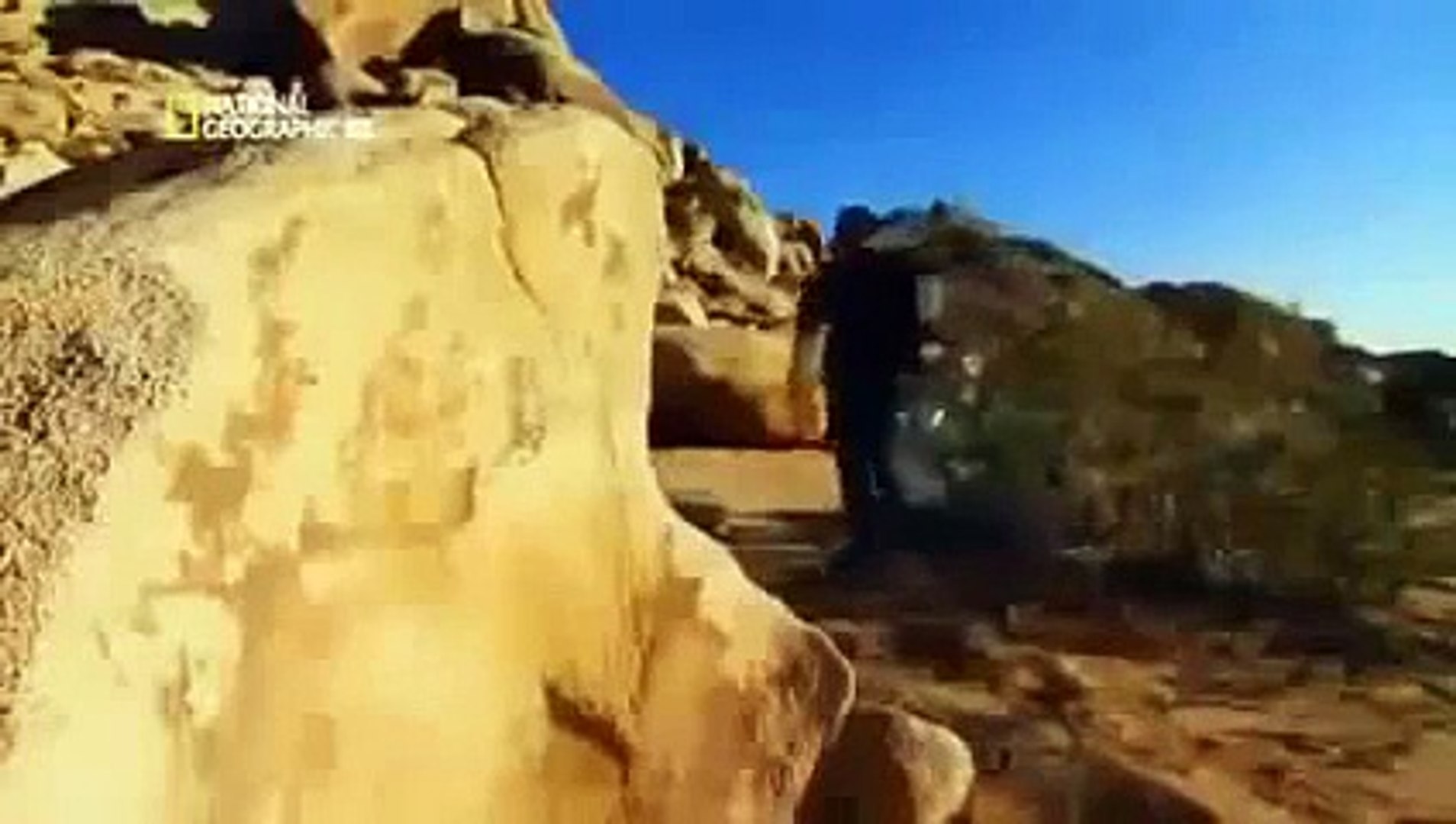 ⁣WORLD'S DEADLIEST ANIMALS: FROM DESERT TO GRASSLAND - Animals/Wildlife/Nature (documentary