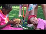 Canine Therapy Corps Visits Camp I Am Me 2012