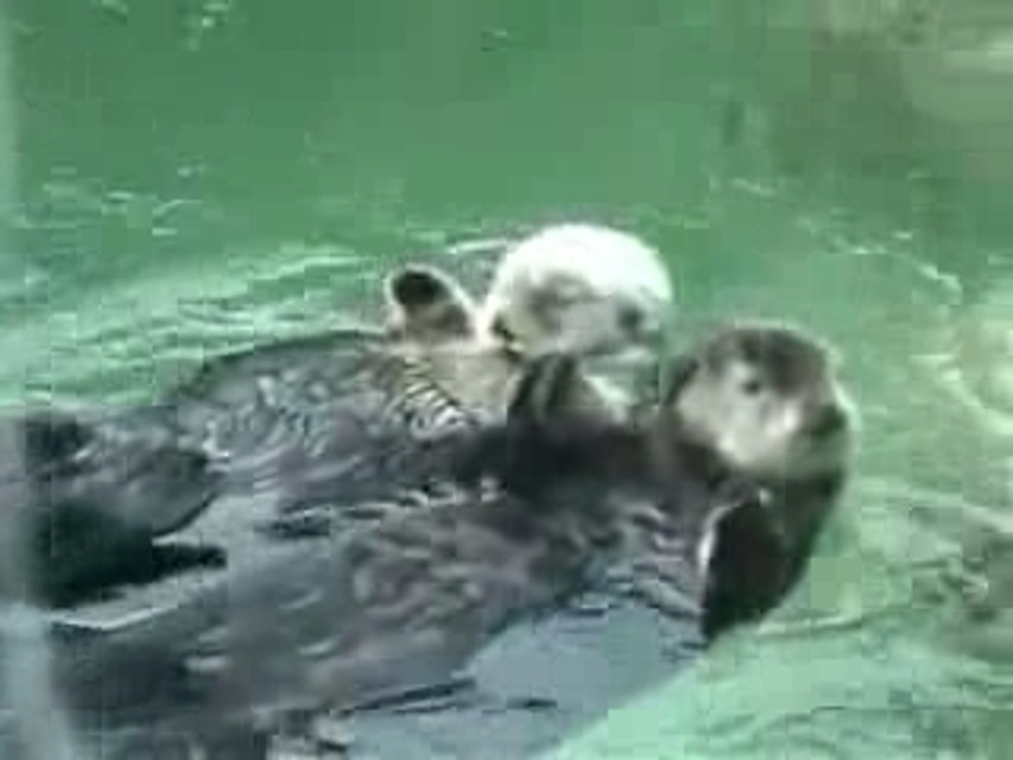 ⁣Loutres main ds  main Otters hold hands