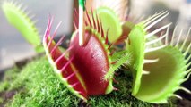 Action Potentials from Venus Fly Traps